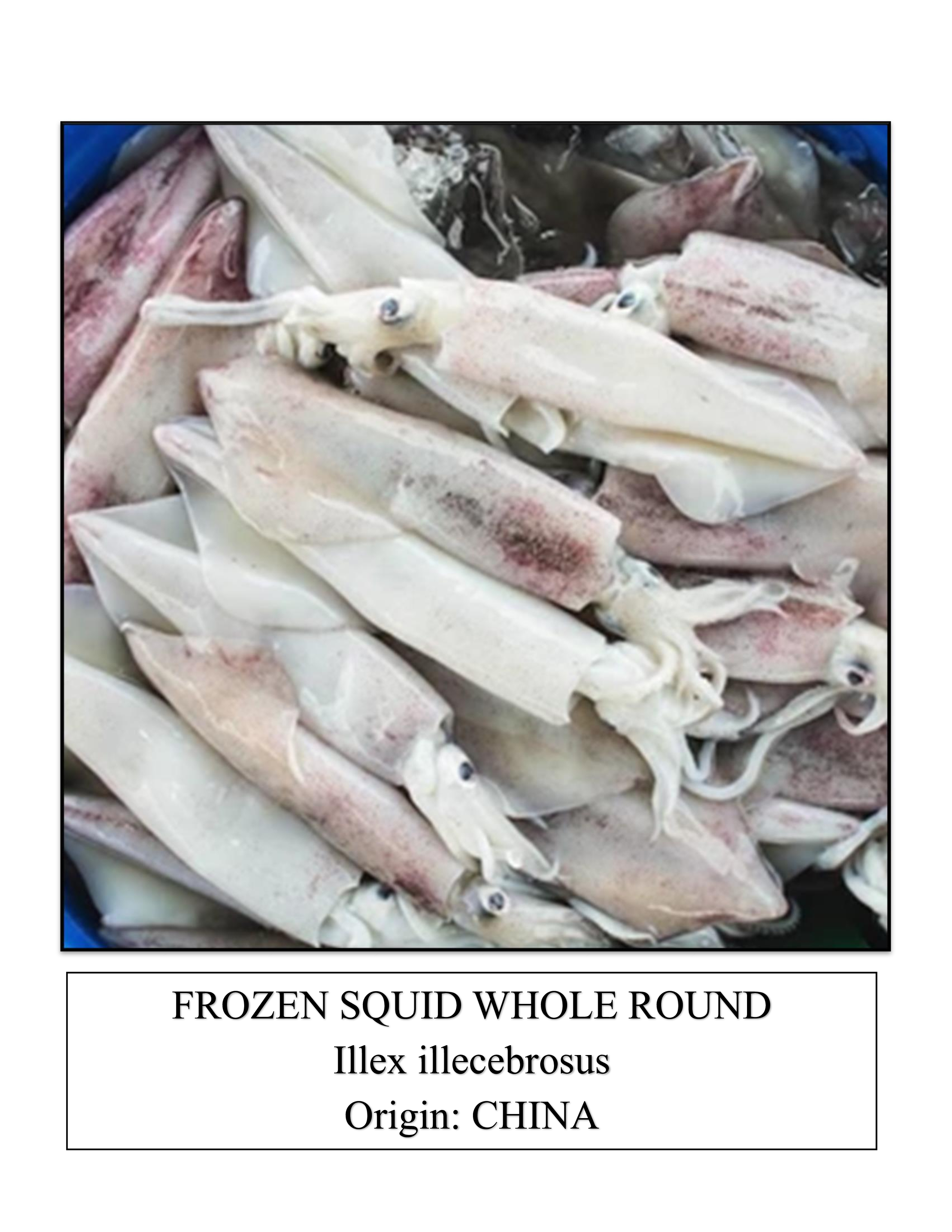 Frozen Squid Whole Round
